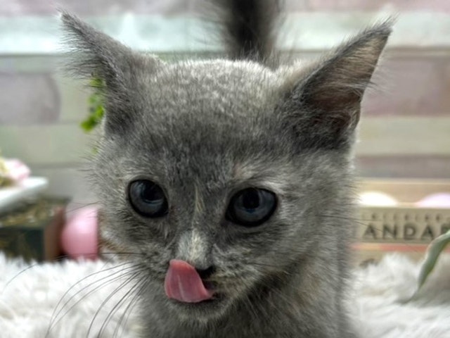 静岡県のブリティッシュショートヘアー (ペッツワン掛川店/2024年5月5日生まれ/女の子/ブルークリーム)の子猫