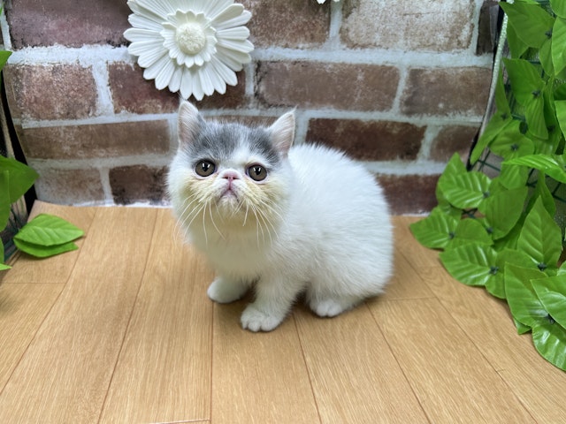 福島県のエキゾチック (ペッツワン白河モール店/2024年4月10日生まれ/男の子/ブルーホワイト)の子猫