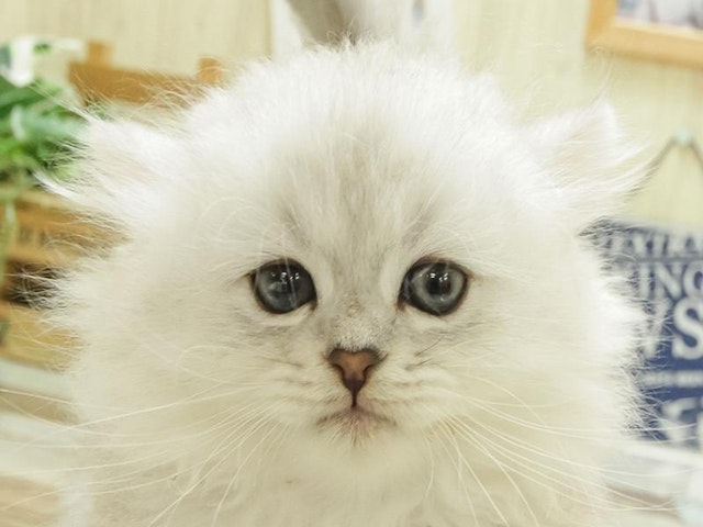 愛知県のペルシャ (ペッツワン小牧店/2024年5月19日生まれ/男の子/シルバー)の子猫