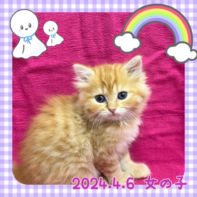 神奈川県のスコティッシュフォールド (ペッツワンりんかんモール店/2024年4月6日生まれ/女の子/レッドタビー)の子猫