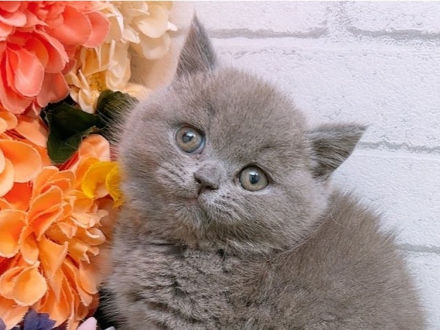 沖縄県のブリティッシュショートヘアー (ペッツワンFCあがり浜店/2024年4月6日生まれ/女の子/ブルー)の子猫
