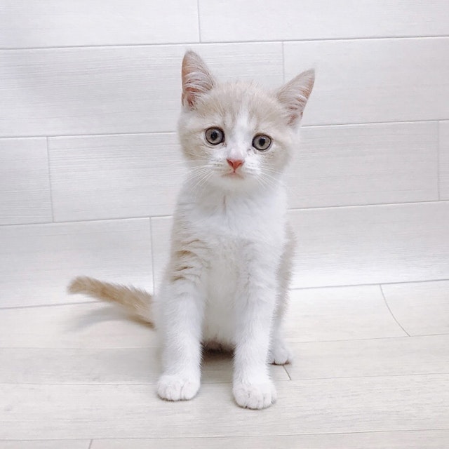 千葉県のブリティッシュショートヘアー (ペッツワン東金店/2024年5月26日生まれ/男の子/クリームホワイト)の子猫