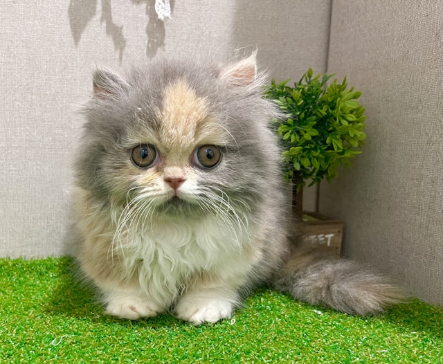 茨城県のミヌエット (ペッツワン水戸店/2024年5月15日生まれ/女の子/ダイリュートキャリコ)の子猫