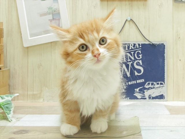 愛知県のスコティッシュフォールド (ペッツワン名古屋当知店/2024年3月2日生まれ/女の子/レッドタビーホワイト)の子猫