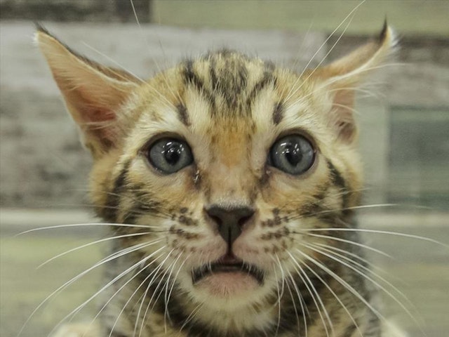 愛知県のベンガル (ペッツワン小牧店/2024年6月22日生まれ/男の子/ブラウン)の子猫