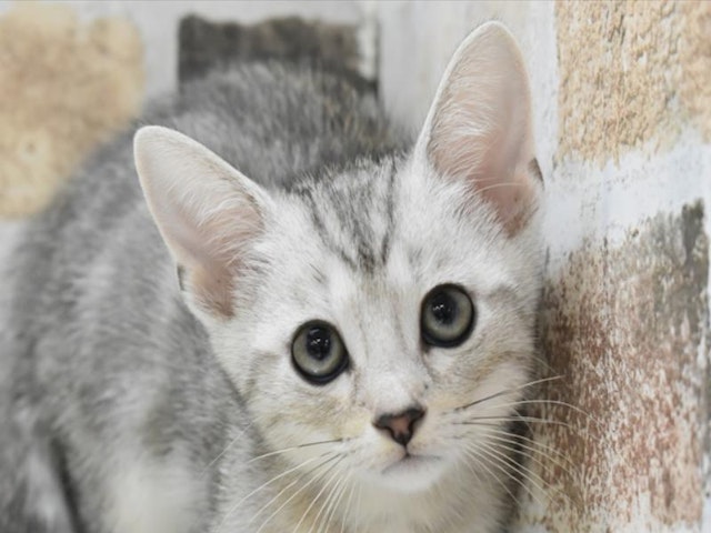 愛知県のマンチカン (ペッツワン名古屋守山店/2024年6月7日生まれ/女の子/シルバータビー)の子猫