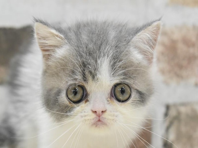 三重県のエキゾチック (ペッツワン明和店/2024年6月17日生まれ/男の子/ブルーホワイト)の子猫