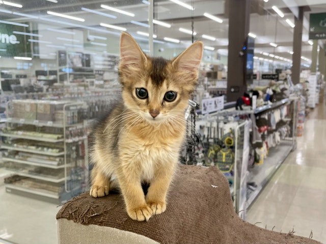 千葉県のソマリ (ペッツワン富津店/2024年6月16日生まれ/女の子/ルディ)の子猫