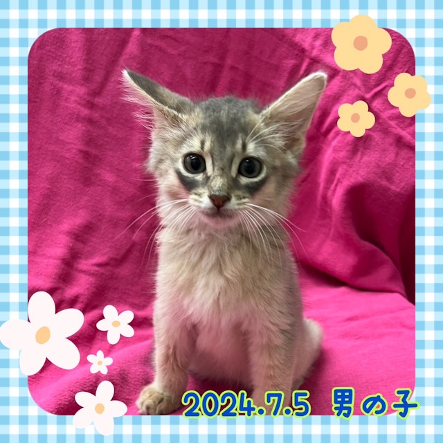 神奈川県のソマリ (ペッツワンりんかんモール店/2024年7月5日生まれ/男の子/ブルー)の子猫