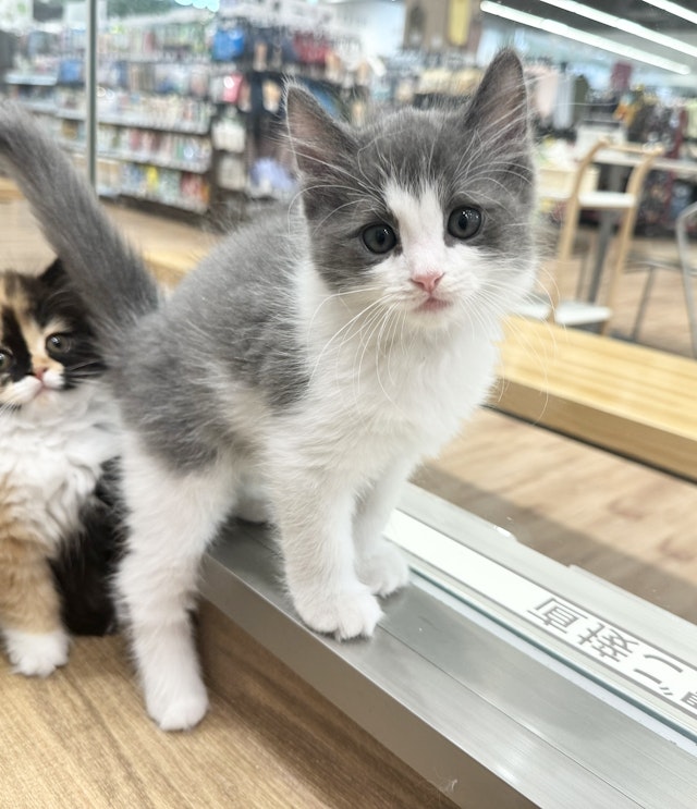 愛知県のハーフ猫・ミックス猫 (ペッツワン名古屋堀田店/2024年7月10日生まれ/男の子/ブルー)の子猫