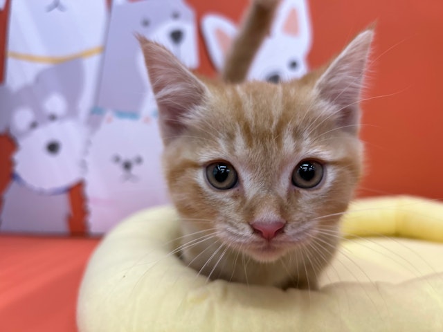 神奈川県のマンチカン (ペッツワン秦野店/2024年8月26日生まれ/男の子/レッドタビー)の子猫