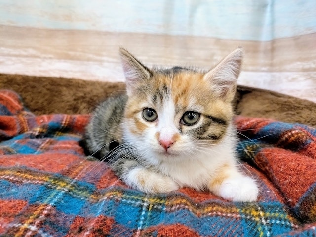 群馬県のマンチカン (ペッツワン青柳店/2024年9月9日生まれ/女の子/キャリコ)の子猫