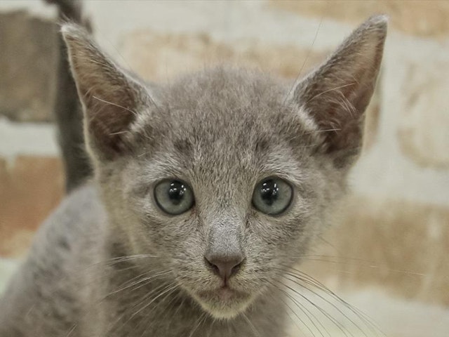 滋賀県のロシアンブルー (ペッツワン甲賀店/2024年9月7日生まれ/男の子/ブルー)の子猫