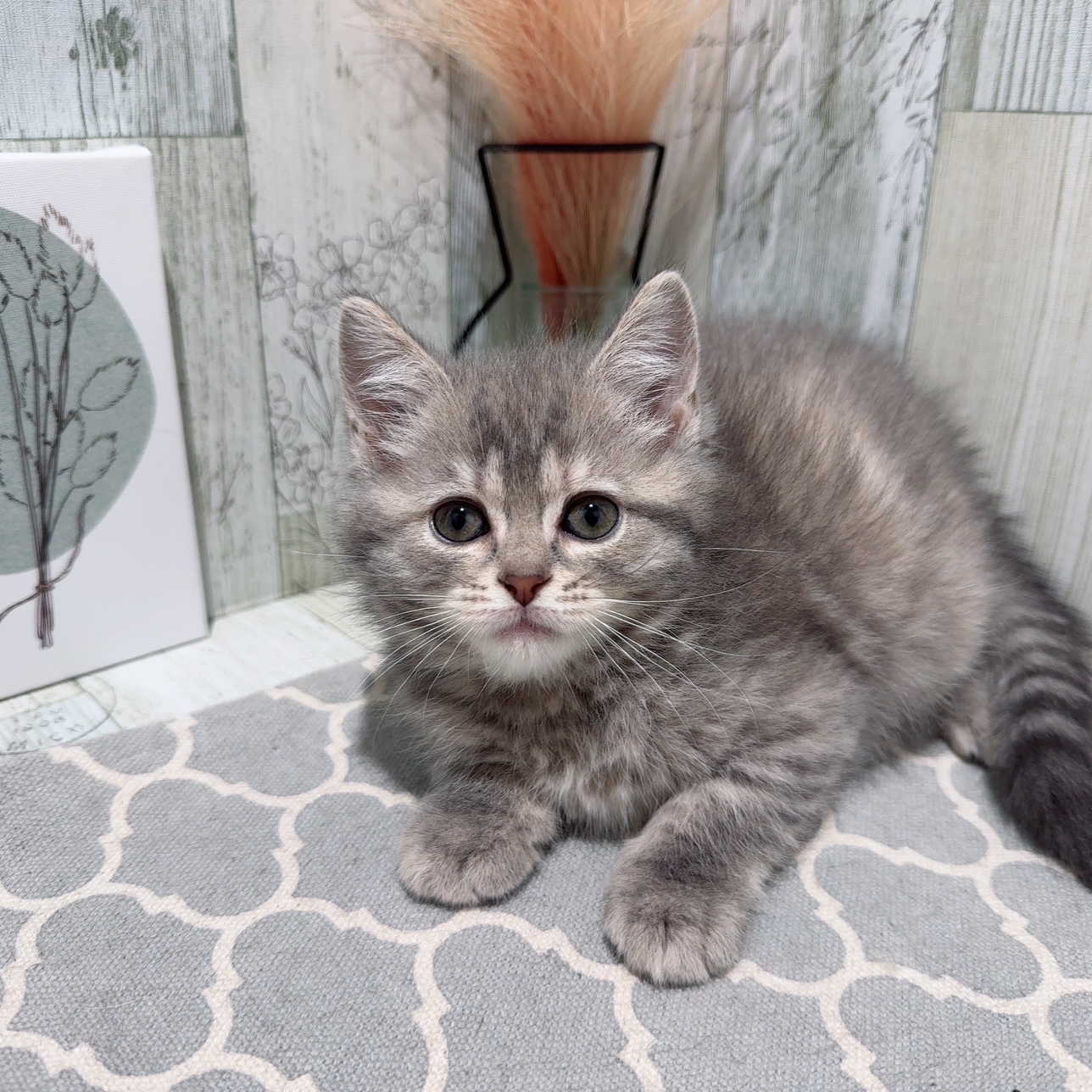 千葉県のマンチカン (ペッツワン木更津金田店/2025年2月14日生まれ/女の子/ブルータビー)の子猫の2枚目の画像