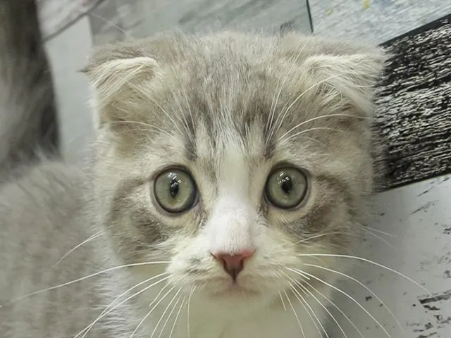 三重県のスコティッシュフォールド (ペッツワン明和店/2025年2月16日生まれ/男の子/ブルー)の子猫