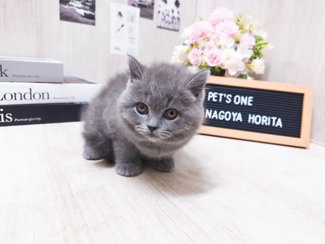 愛知県のブリティッシュショートヘアー (ペッツワン名古屋堀田店/2025年3月18日生まれ/女の子/ブルー)の子猫
