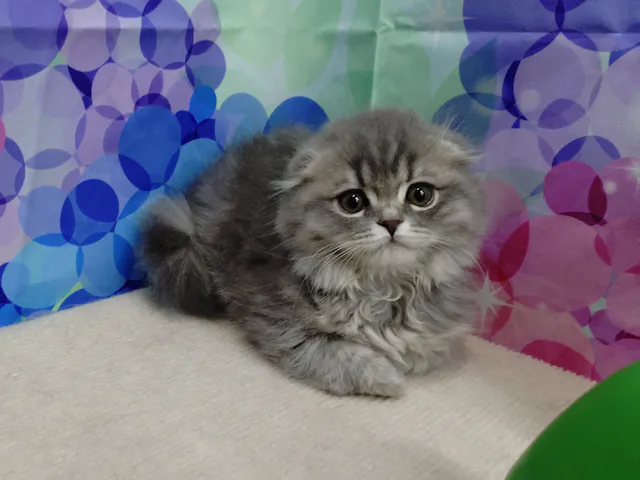岐阜県のスコティッシュフォールド (ペッツワン関店/2025年3月27日生まれ/女の子/ブルー)の子猫