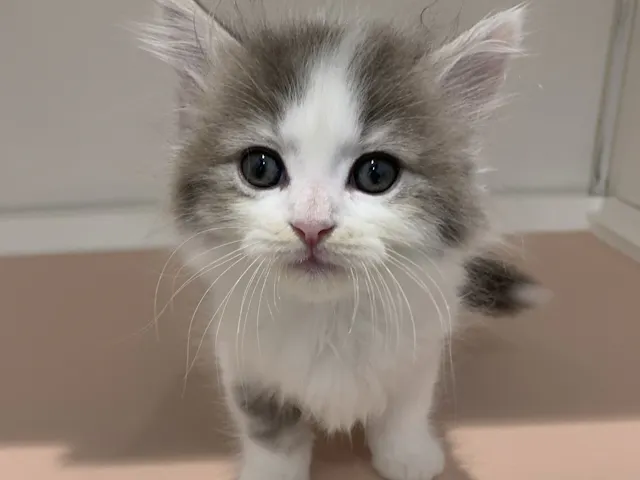 愛知県のマンチカン (ペッツワン蒲郡店/2025年4月6日生まれ/男の子/ブルータビーホワイト)の子猫
