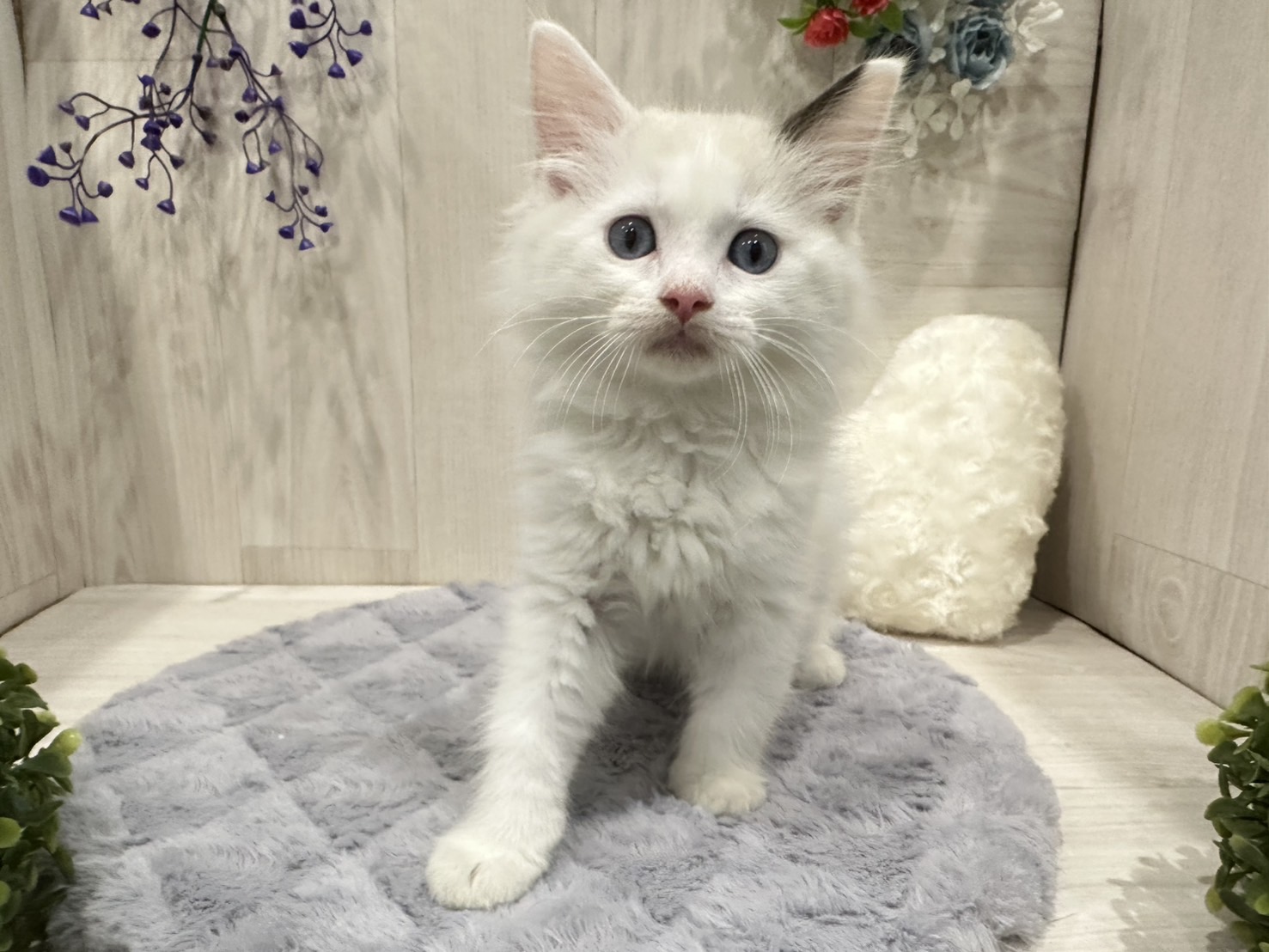 [のらねこ]grancy ma-1 Sサイズ　最安値 ねこの輪｜キッズサイドギャザーワンピース｜キッズ｜グラニフ