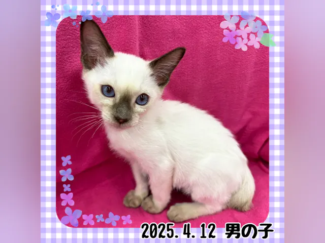 神奈川県のトンキニーズ (ペッツワンりんかんモール店/2025年4月12日生まれ/男の子/ナチュラルポイント)の子猫