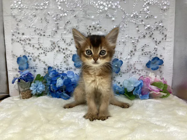福島県のソマリ (ペッツワン会津若松店/2025年4月19日生まれ/女の子/ルディ)の子猫