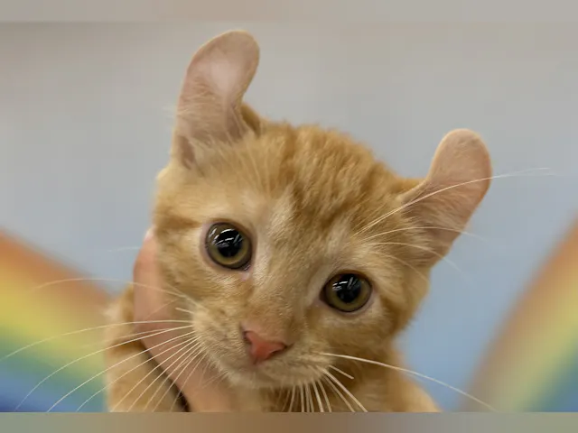 千葉県のアメリカンカール (ペッツワン佐倉店/2025年4月17日生まれ/男の子/レッドタビー)の子猫