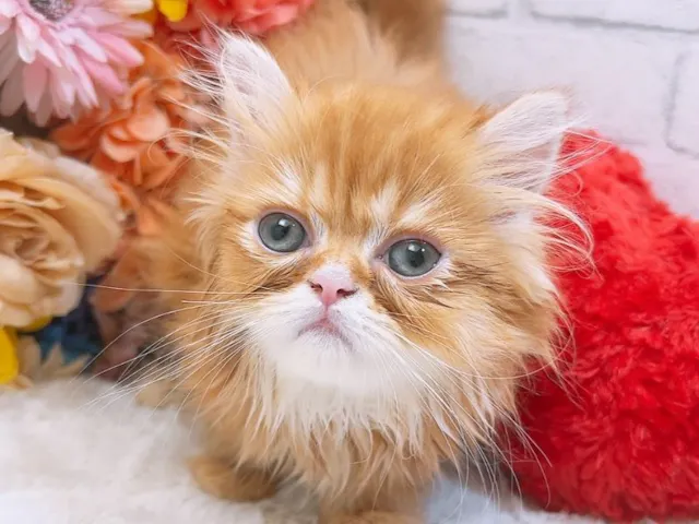 沖縄県のペルシャ (ペッツワンFCあがり浜店/2025年3月19日生まれ/男の子/レッドタビー)の子猫