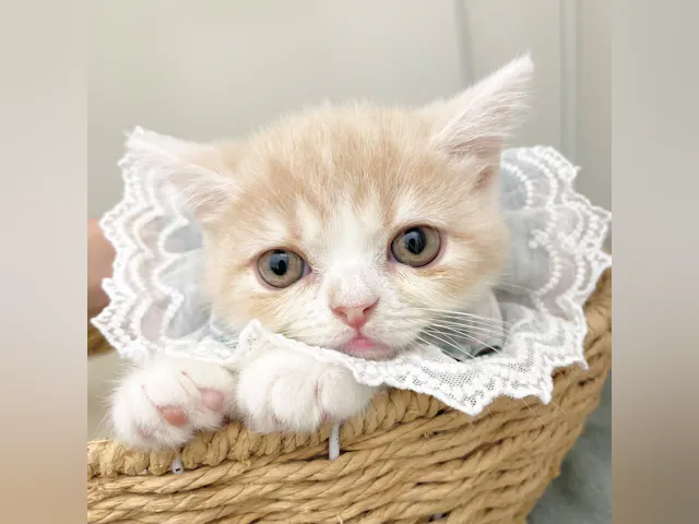 岐阜県のハーフ猫・ミックス猫 (ペッツワン可児店/2025年4月27日生まれ/男の子/クリームタビーホワイト)の子猫