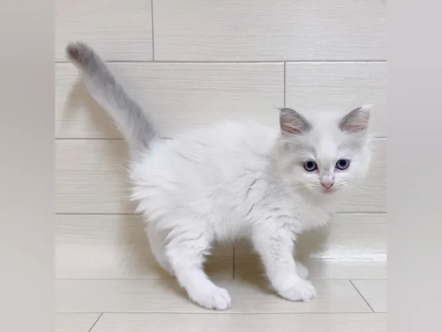 茨城県のラグドール (ペッツワン龍ヶ崎店/2025年3月28日生まれ/女の子/ホワイト)の子猫