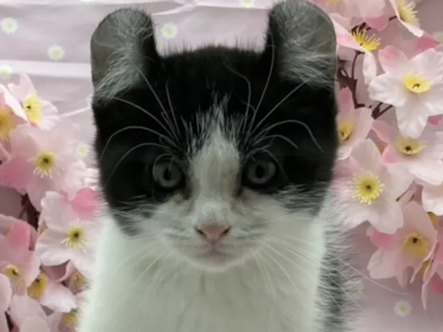 埼玉県のアメリカンカール (ペッツワン北本店/2025年2月14日生まれ/男の子/ブラックホワイト)の子猫
