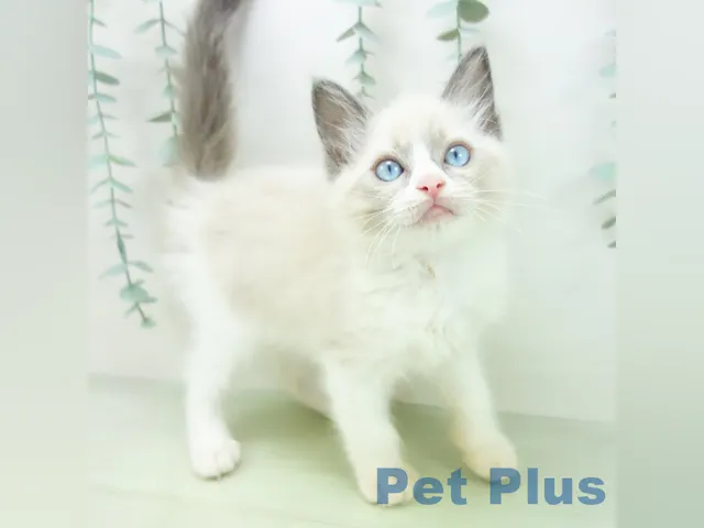 三重県のラグドール (ペッツワン桑名店/2025年3月31日生まれ/女の子/ホワイト)の子猫