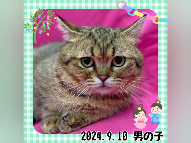 神奈川県のマンチカン (ペッツワンりんかんモール店/2024年9月10日生まれ/男の子/ブラウンタビー)の子猫
