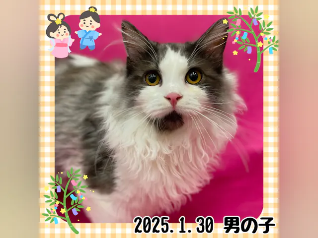 神奈川県のマンチカン (ペッツワンりんかんモール店/2025年1月30日生まれ/男の子/ブラックホワイト)の子猫
