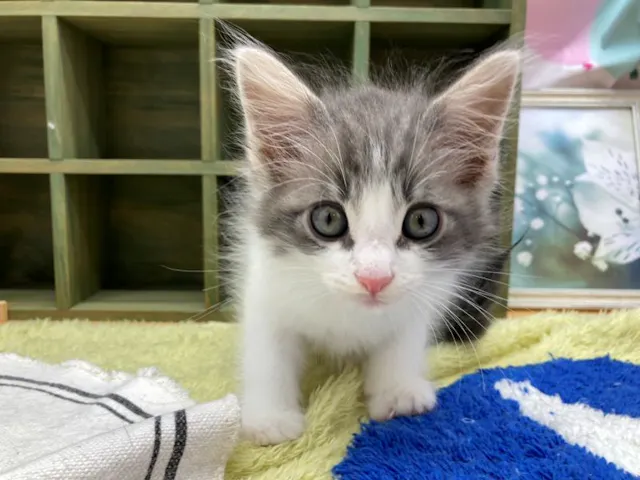 静岡県のノルウェージャンフォレストキャット (ペッツワン富士宮小泉店/2025年4月24日生まれ/男の子/シルバー)の子猫