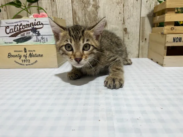 静岡県のベンガル (ペッツワン浜松市野店/2025年4月30日生まれ/男の子/ブラウン)の子猫