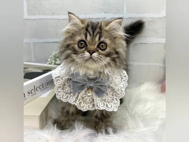 大阪府のペルシャ (ペッツワン高槻店/2025年4月20日生まれ/男の子/チンチラゴールデン)の子猫