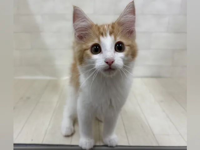 埼玉県のノルウェージャンフォレストキャット (ペッツワン大利根店/2025年3月23日生まれ/男の子/レッドタビーホワイト)の子猫