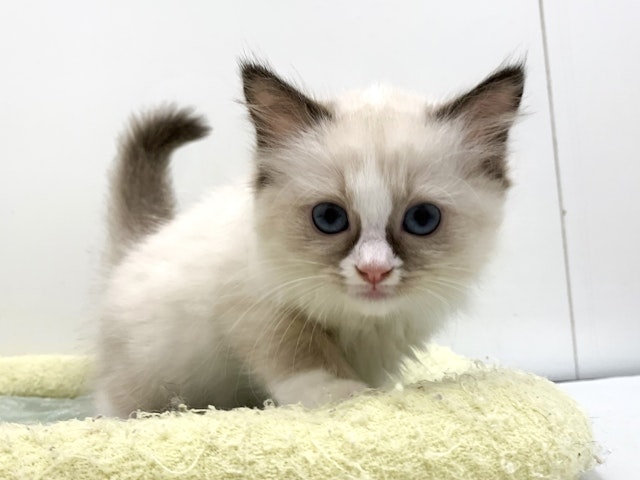 【ねこ】 ネコ - 宇都宮平出店 | ペッツワン