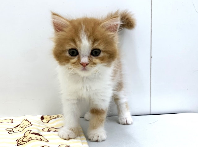 ねこ様専門ページ ONEKOSAMA OINUSAMA 猫 キャットタワー 据え置き おしゃれ ねこ