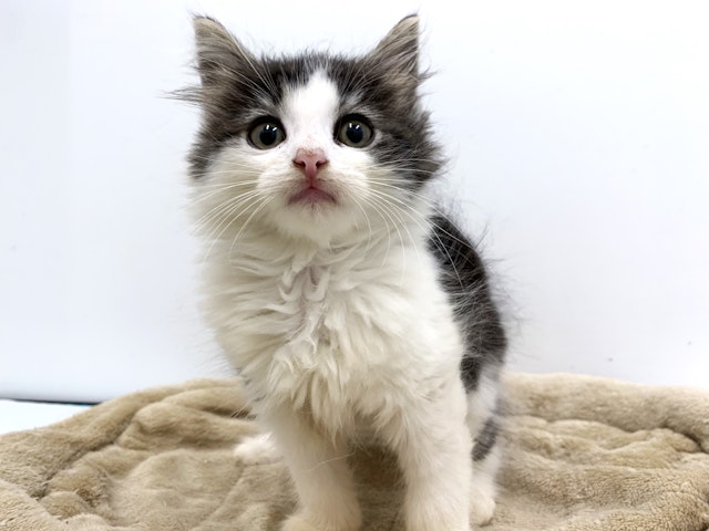 [のらねこ]grancy ma-1 Sサイズ　最安値 ねこの輪｜キッズサイドギャザーワンピース｜キッズ｜グラニフ