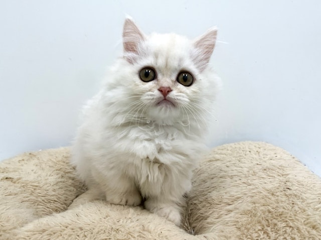 ねこ 167121907_o22.jpg?