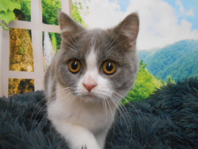 愛知県のブリティッシュショートヘアー (ペッツワン半田店/2025年3月29日生まれ/女の子/ブルーホワイト)の子猫