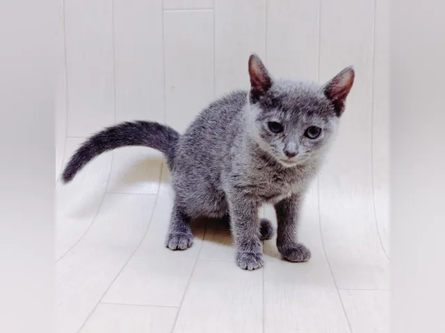 茨城県のロシアンブルー (ペッツワン龍ヶ崎店/2025年3月23日生まれ/女の子/シルバー)の子猫