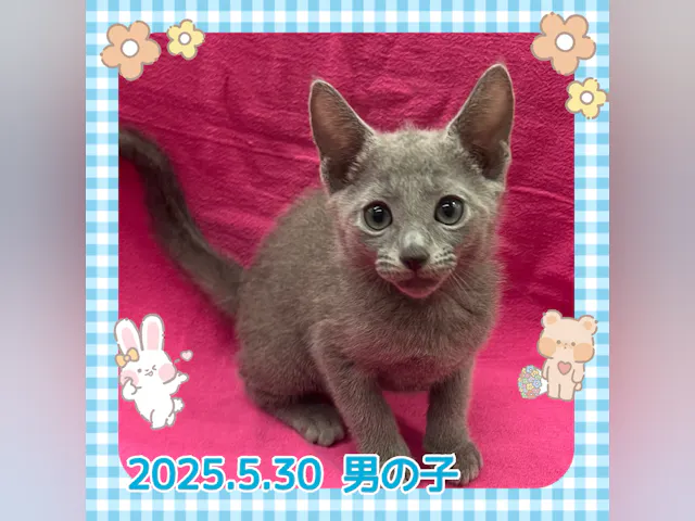 神奈川県のロシアンブルー (ペッツワンりんかんモール店/2025年5月30日生まれ/男の子/ブルー)の子猫
