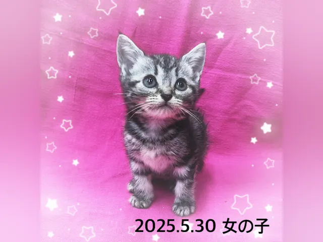 神奈川県のアメリカンショートヘアー (ペッツワンりんかんモール店/2025年5月30日生まれ/女の子/シルバータビー)の子猫