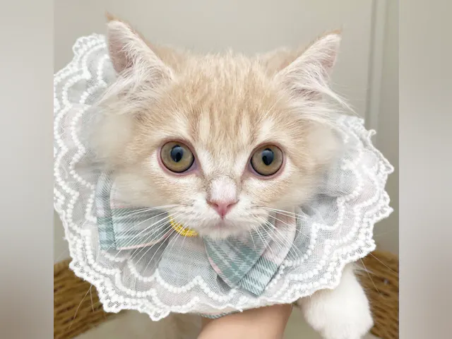 岐阜県のマンチカン (ペッツワン可児店/2025年5月8日生まれ/男の子/クリームタビー)の子猫