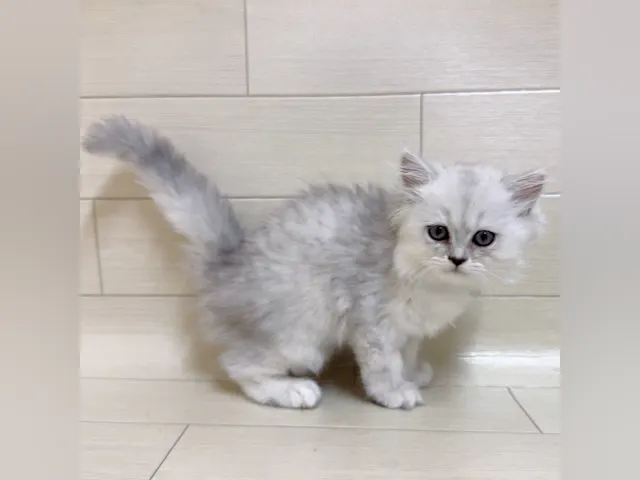 茨城県のペルシャ (ペッツワン龍ヶ崎店/2025年5月19日生まれ/女の子/シルバー)の子猫