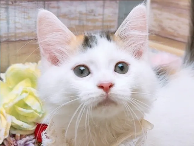 沖縄県のメインクーン (ペッツワンFCあがり浜店/2025年5月7日生まれ/女の子/キャリコ)の子猫