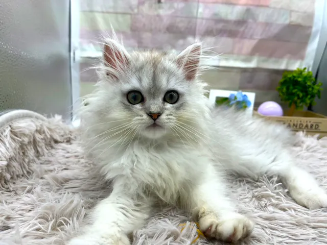 静岡県のペルシャ (ペッツワン掛川店/2025年5月30日生まれ/男の子/シルバー)の子猫