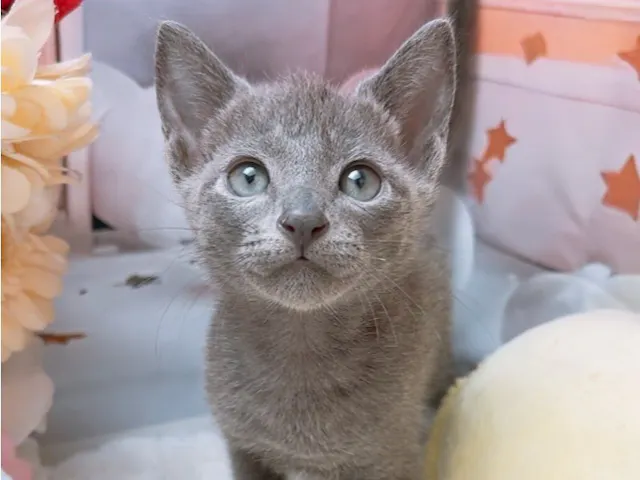 沖縄県のロシアンブルー (ペッツワンFCあがり浜店/2025年6月1日生まれ/男の子/ブルー)の子猫